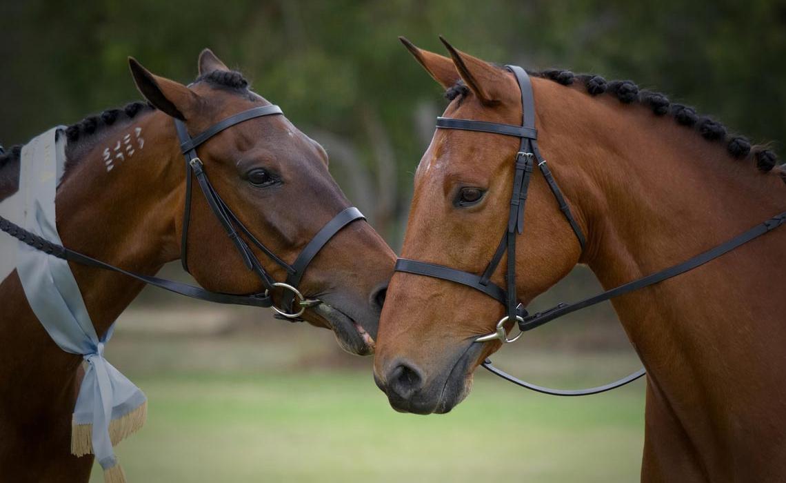 Visit of Haras de Tarbes