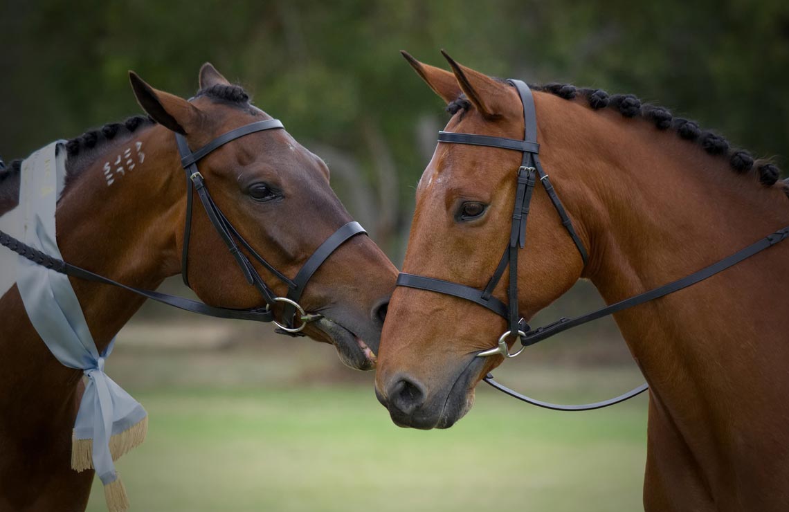 Visite du haras de Tarbes